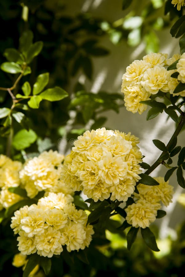 Bündeln Sie ladybanks gelbe Rosen auf der Niederlassung lizenzfreie stockfotografie Bündeln Sie ladybanks gelbe Rosen auf der Niederlassung lizenzfreie stockfotografie