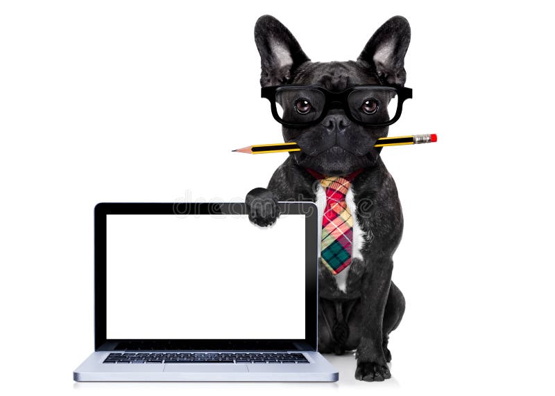 Office businessman french bulldog dog with pen or pencil in mouth behind a blank pc computer laptop screen , isolated on white background. Office businessman french bulldog dog with pen or pencil in mouth behind a blank pc computer laptop screen , isolated on white background