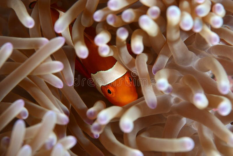 Błazen Anemonowa ryba obrazy stock Błazen Anemonowa ryba obrazy stock