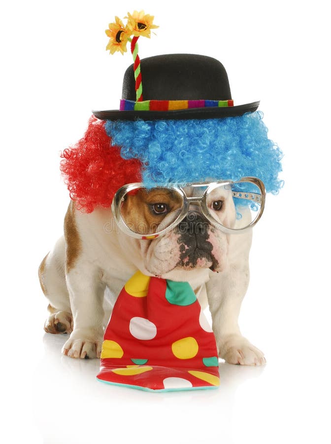 Clown - english bulldog wearing clown costume with glasses on white background. Clown - english bulldog wearing clown costume with glasses on white background