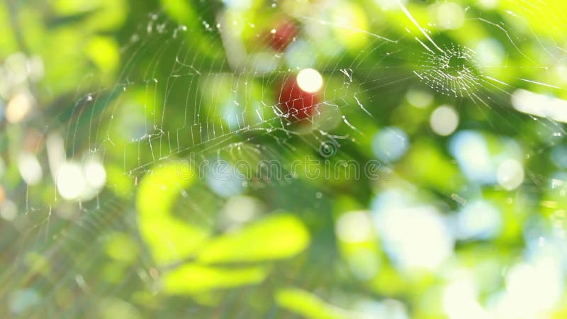 Błyszczy ledwo odczuwalne pajęczyny od słońca i huśta się Piękne czerwone czereśniowe jagody i zieleń liście Mrugania bokeh od wi