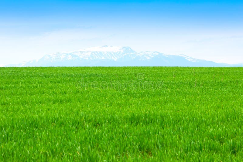 Błękit pola trawy niebo