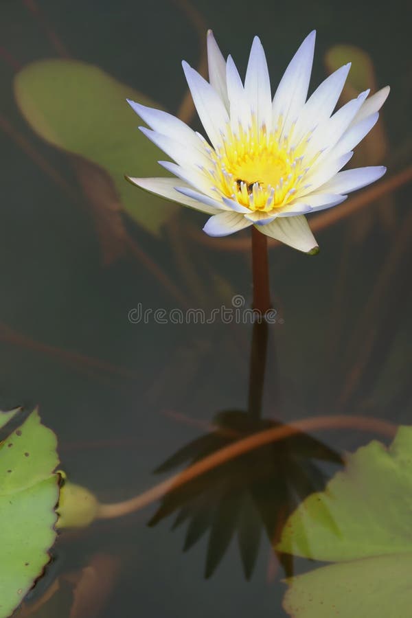 Błękitna Biała Wodna leluja, Nymphaea sp &-x28; Hybrid&-x29; , kwiat fotografia royalty free Błękitna Biała Wodna leluja, Nymphaea sp &-x28; Hybrid&-x29; , kwiat fotografia royalty free