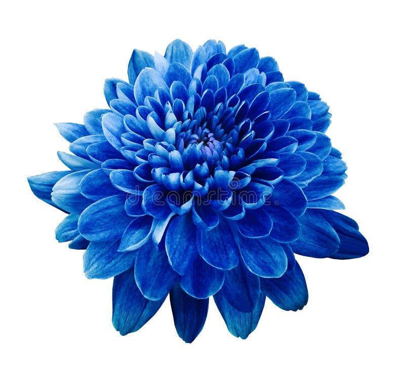 Błękitna kwiat chryzantema Kwitnie na białym odosobnionym tle z ścinek ścieżką zbliżenie Żadny cienie
