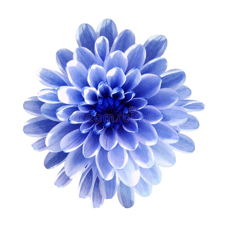 Błękitna kwiat chryzantema, ogrodowy kwiat, biały odosobniony tło z ścinek ścieżką zbliżenie Żadny cienie