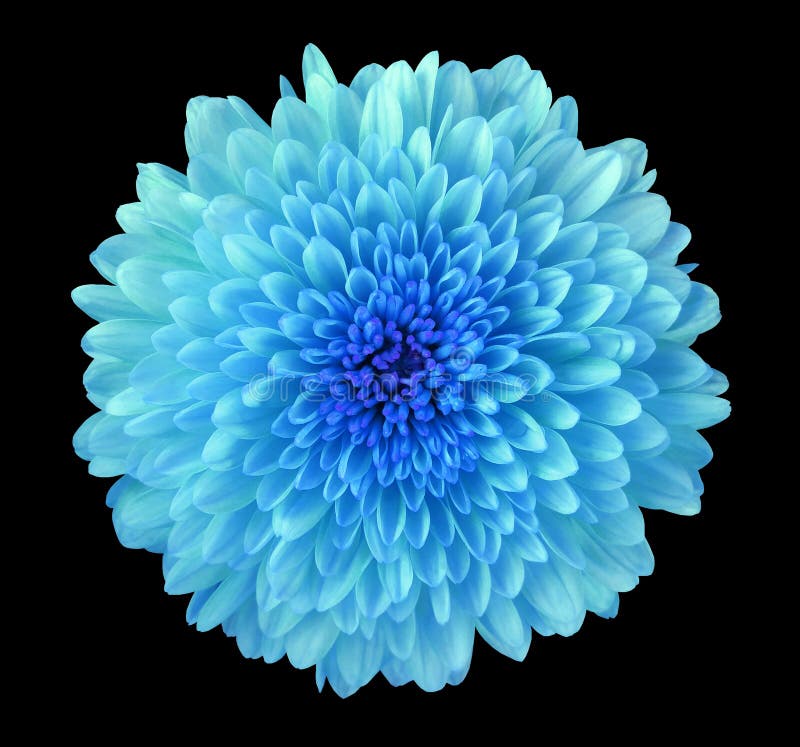 Błękitna kwiat chryzantema, ogrodowy kwiat, czerni odosobnionego tło z ścinek ścieżką zbliżenie Żadny cienie błękitny centre
