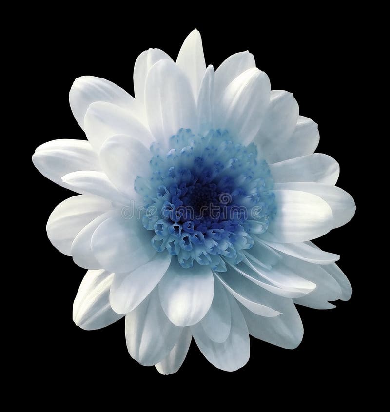 błękitna kwiat chryzantema Ogrodowy kwiat czerni odosobniony tło z ścinek ścieżką zbliżenie Żadny cienie