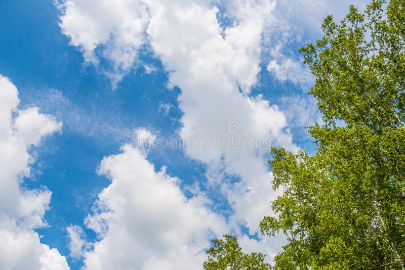 Błękitne, chmurne niebo nad lasem brzozy. Błękitne niebo nad letnim lasem brzozy
