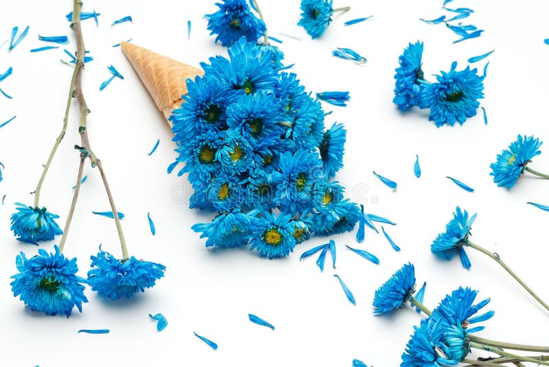 Błękitnego chryzantema lody rożka kwiatu piękny świeży