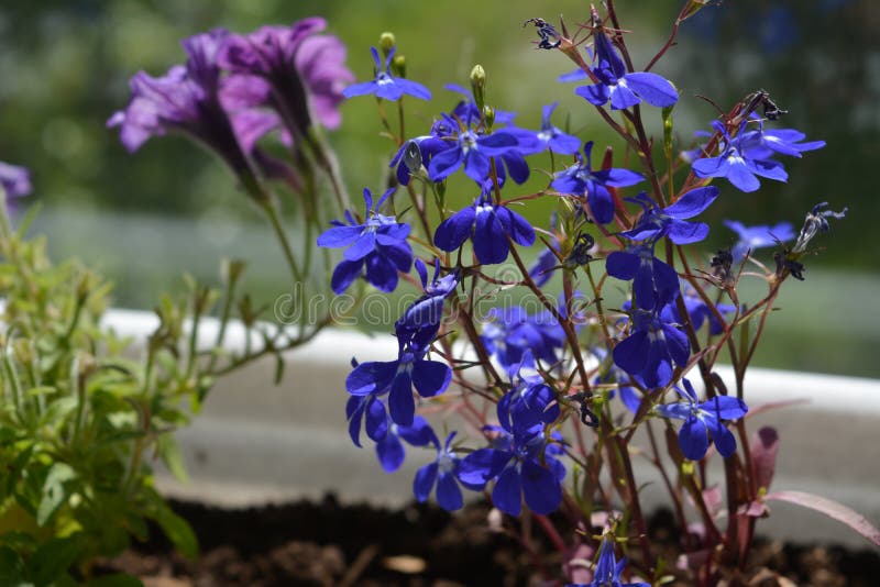 Błękitni kwiaty lobelia i zamazani petunia kwiaty na tle
