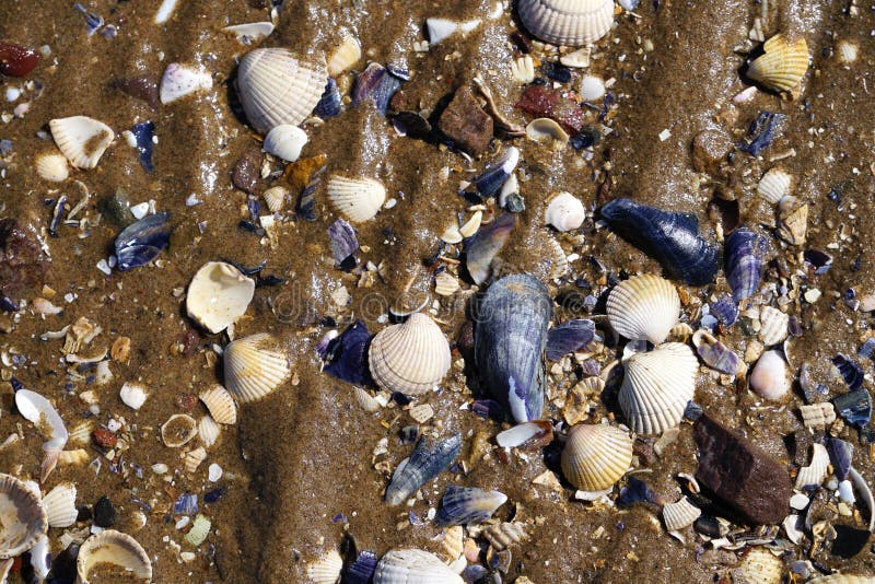 Błękitny biały piasek plaży tło z wodnym spływaniem nad skorupami fotografia royalty free Błękitny biały piasek plaży tło z wodnym spływaniem nad skorupami fotografia royalty free