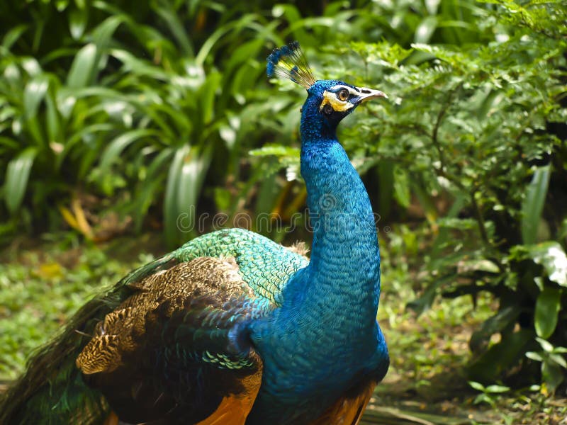 błękitny cristatus indyjski pavo peafowl obraz stock błękitny cristatus indyjski pavo peafowl obraz stock