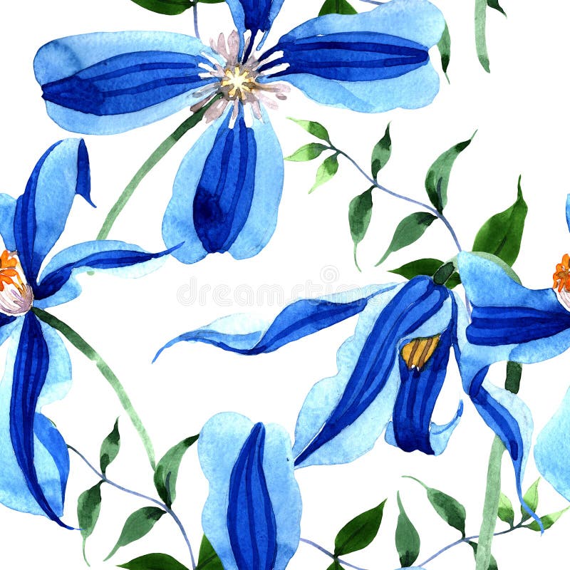 Błękitny durandii clematis Kwiecisty botaniczny kwiat Bezszwowy tło wzór Tkanina druku tapetowa tekstura ilustracji Błękitny durandii clematis Kwiecisty botaniczny kwiat Bezszwowy tło wzór Tkanina druku tapetowa tekstura ilustracji