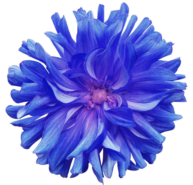 Błękitny duży kwiat, menchia ześrodkowywa na białym tle odizolowywającym z ścinek ścieżką zbliżenie duży kostrzewiasty kwiat Dla
