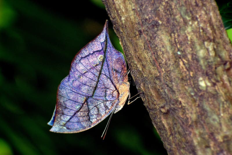 Błękitny dębowy liścia motyl obraz royalty free Błękitny dębowy liścia motyl obraz royalty free