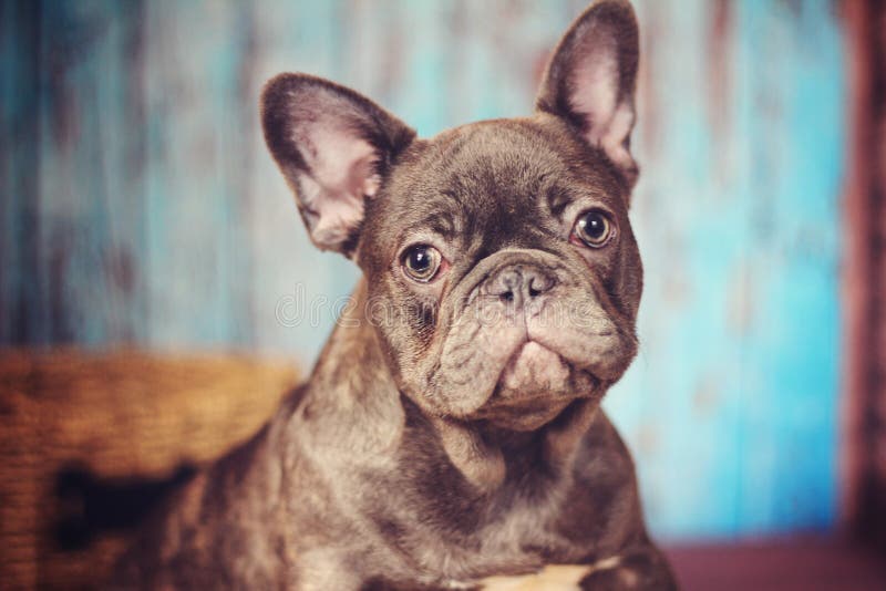 Błękitny francuskiego buldoga headshot fotografia royalty free