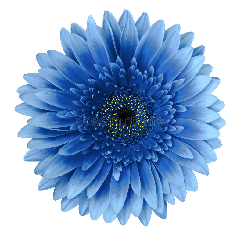 Błękitny gerbera kwiat na białym odosobnionym tle z ścinek ścieżką zbliżenie Dla projekta