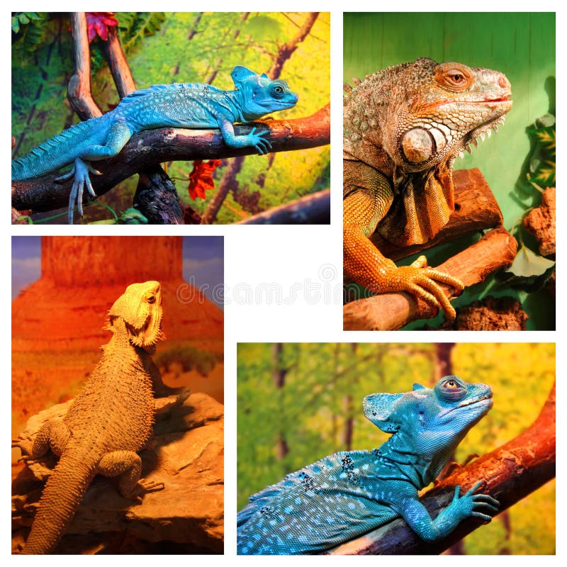 Błękitny kameleon, iguana, Brodaty agama