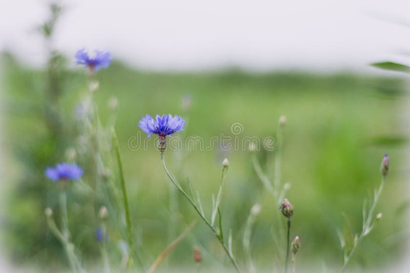 Błękitny kwiatu dorośnięcie na łące - cornflowers Wielka tło plama, mała głębia pole zdjęcie royalty free Błękitny kwiatu dorośnięcie na łące - cornflowers Wielka tło plama, mała głębia pole zdjęcie royalty free