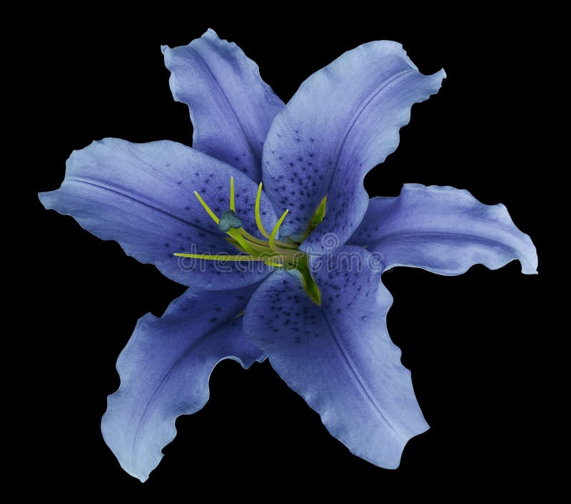 Blue lily flower on the black isolated background with clipping path no shadows. For design, texture, borders, frame, background. Closeup. Nature. Blue lily flower on the black isolated background with clipping path no shadows. For design, texture, borders, frame, background. Closeup. Nature.