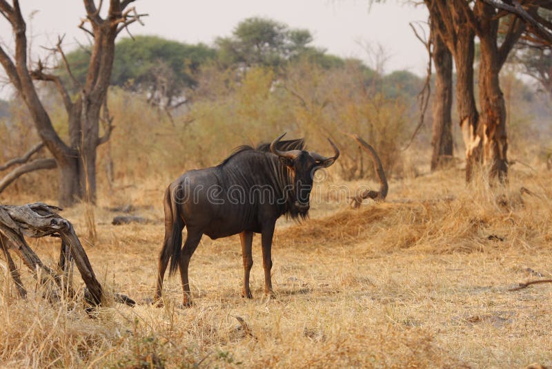 błękitny odludny wildebeest fotografia stock błękitny odludny wildebeest fotografia stock