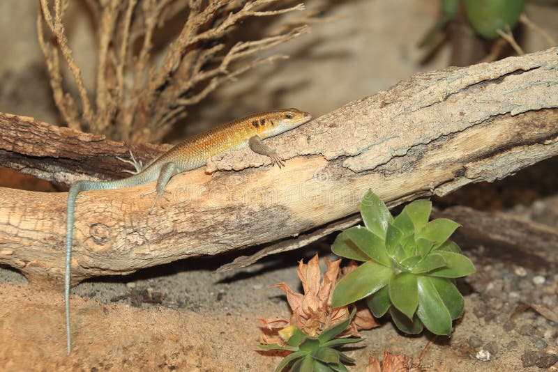 Błękitny ogoniasty Skink obrazy stock Błękitny ogoniasty Skink obrazy stock