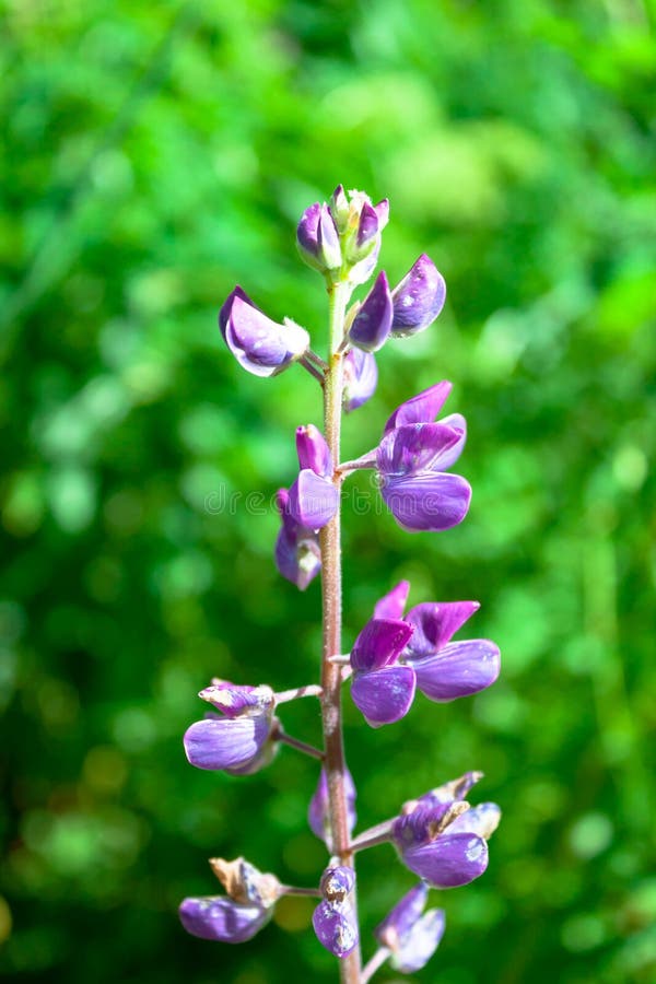 Błękitny purpurowy Lupine kwiat na dzikim natury zielonej trawy tle Makro- miękka ostrość teksta kopii przestrzeń obrazy royalty free Błękitny purpurowy Lupine kwiat na dzikim natury zielonej trawy tle Makro- miękka ostrość teksta kopii przestrzeń obrazy royalty free