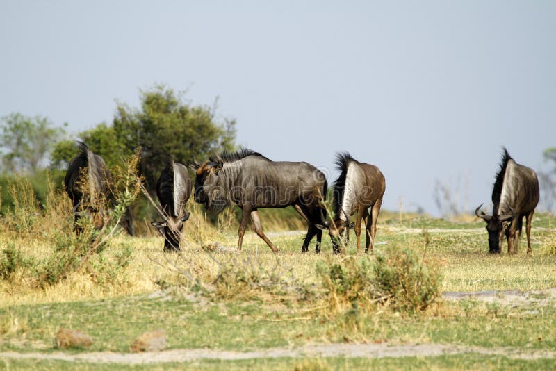 Błękitny Wildebeest Rutting zdjęcia stock Błękitny Wildebeest Rutting zdjęcia stock
