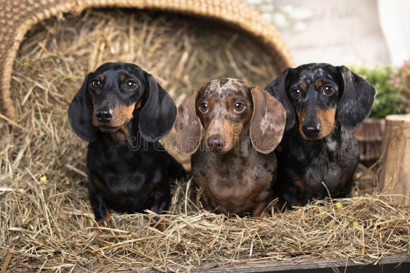 Grupo De Gatinhos E De Filhotes De Cachorro Foto de Stock - Imagem de  cachorros, jogo: 25336556