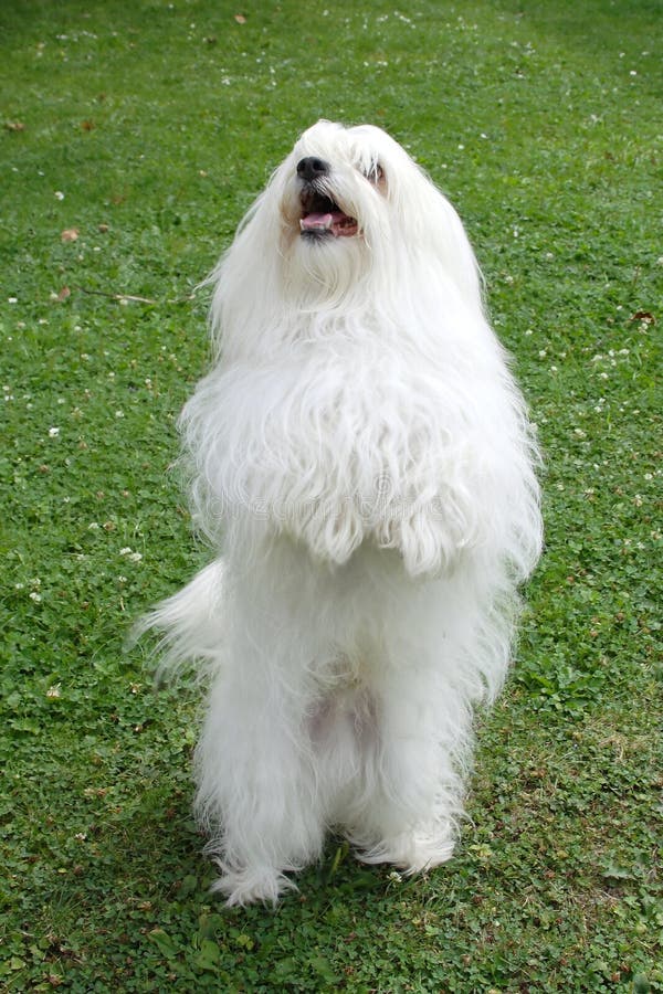 Cão Pastor Inglês Velho Com Uma Língua Cor-de-rosa Que Repica Para Fora  Imagem de Stock - Imagem de prumo, criado: 89703671