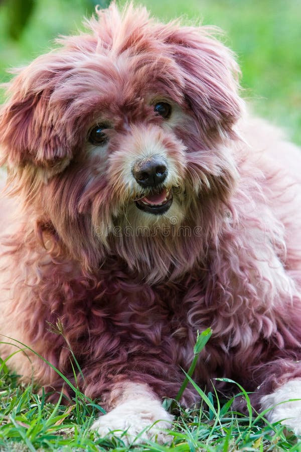 Olivia, Um Cão Pastor Inglês Velho Fêmea Imagem de Stock - Imagem de velho,  olivia: 85523859