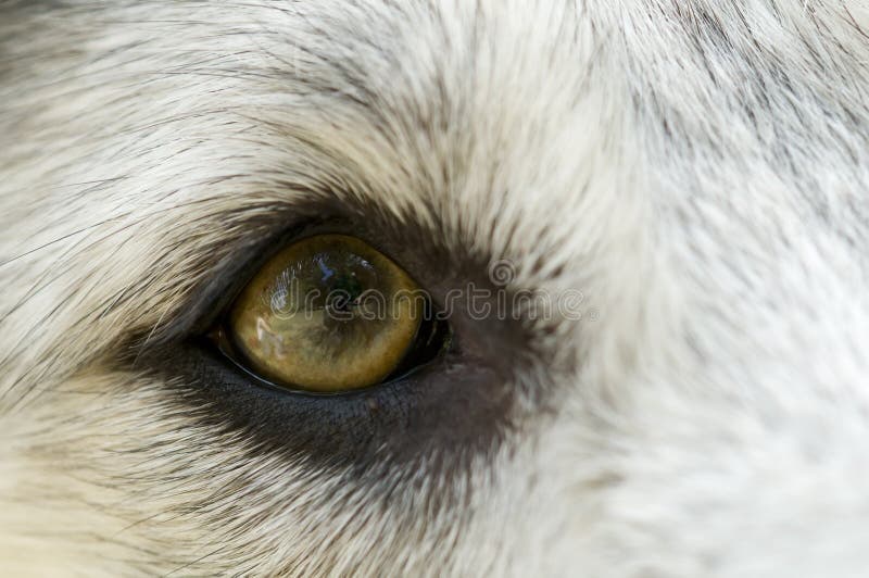 O Perfil Triste Do Olho De Um Cão Preto Pequeno Foto de Stock
