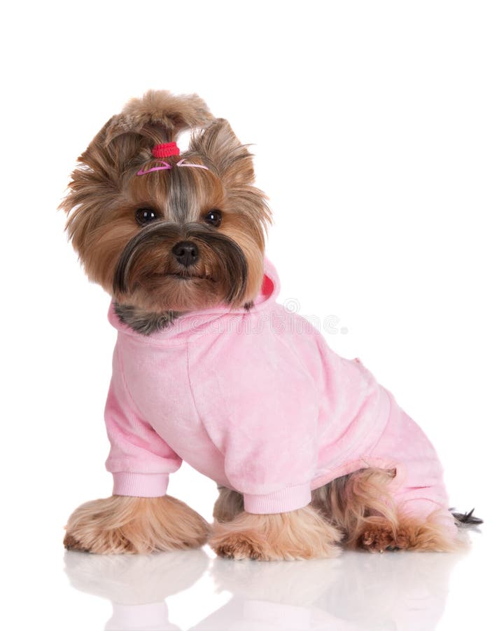 Cão Adorável Do Yorkshire Terrier Na Roupa Imagem de Stock - Imagem de  pijama, pouco: 50118969