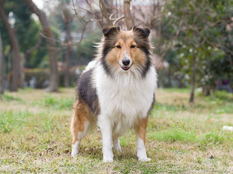 Banco de imagens : cachorro, animal, vertebrado, cansado, Raça cão, caro,  Cão de raça pura, Shetland sheepdog, Cão, como, mamífero, Collie áspero,  Collie scotch, Pastor inglês 3690x2451 - - 715385 - Imagens Gratuitas -  PxHere