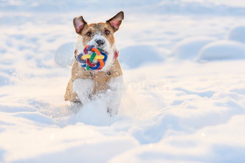 Cão Com a Bola Que Corre Da Criança Que Joga O Jogo Da Atualização Imagem  de Stock - Imagem de persiga, gramado: 87963521