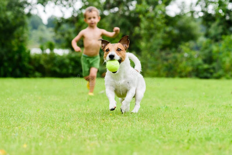 Cão Com a Bola Que Corre Da Criança Que Joga O Jogo Da Atualização Imagem  de Stock - Imagem de persiga, gramado: 87963521