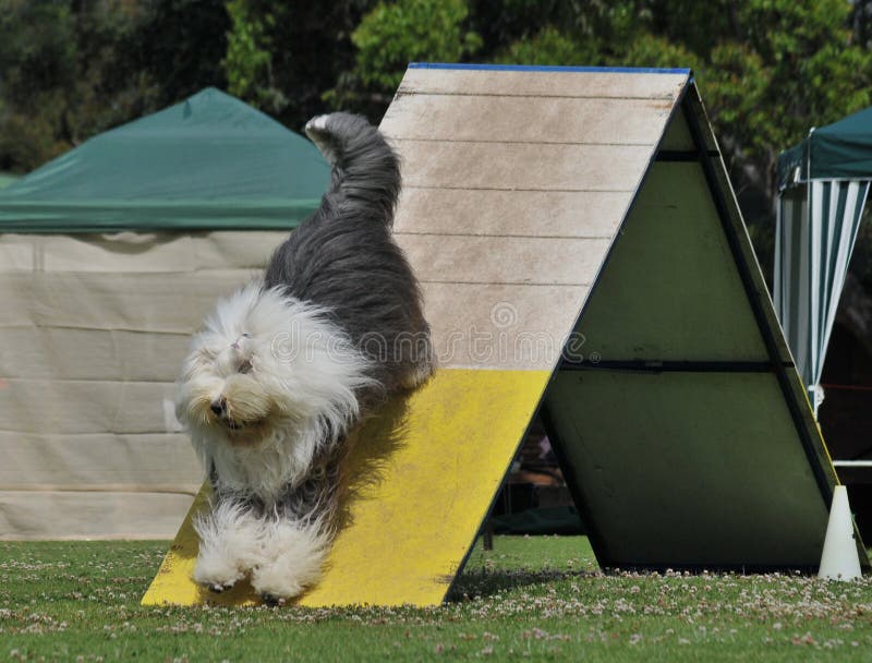 Cão Pastor Inglês Velho Que Encontra-se Na Grama Com Uma Bola De Futebol  Velha Imagem de Stock - Imagem de esfera, fonte: 46568291