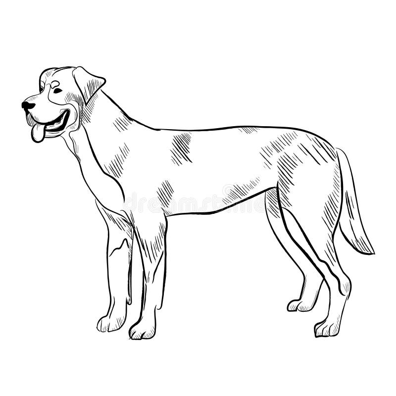 Grupo Suíço Branco Do Vetor Do Cão-pastor De Silhuetas Ilustração