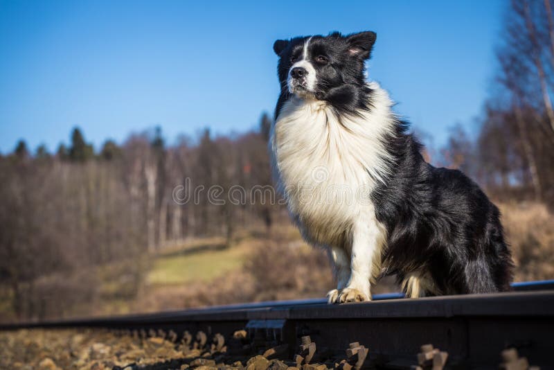 Banco de imagens : cachorro, Raça cão, Cão, como, mamífero, Border collie,  pastor australiano, Collie scotch, Cão pastor galesa, Cão raça, focinho,  Pastor australiano diminuto, Pastor inglês, Cão companheiro, Cão de  pastoreio