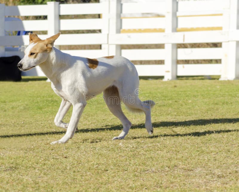 Pastor Inglês Cross Dog Standing Imagem de Stock - Imagem de preto,  carrinho: 49217579