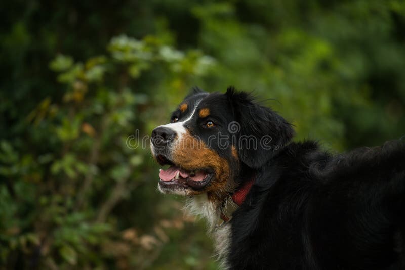 Banco de imagens : natureza, animal, verde, família, vertebrado, Raça cão,  cachorro Grande, Cão de montanha bernese, Cão da montanha do entlebucher,  Cão, como, mamífero, Carnívoro, Pastor inglês, Maior cão suíço montanha