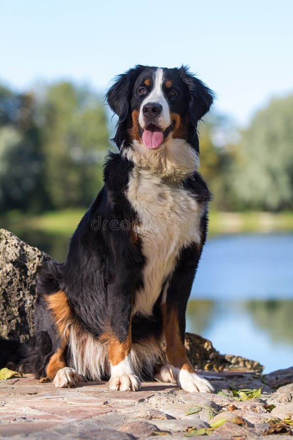 O maior cachorro do mundo: saiba quais são as raças gigantes