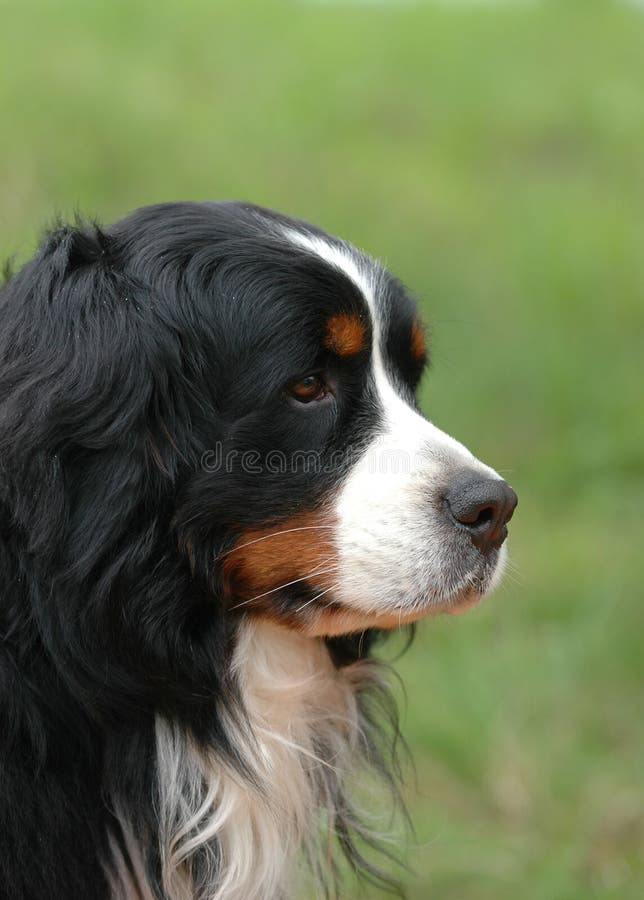 Banco de imagens : natureza, animal, verde, família, vertebrado, Raça cão,  cachorro Grande, Cão de montanha bernese, Cão da montanha do entlebucher,  Cão, como, mamífero, Carnívoro, Pastor inglês, Maior cão suíço montanha