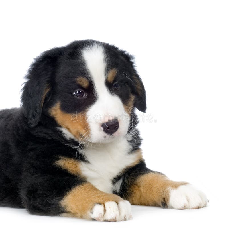 Banco de imagens : natureza, animal, verde, família, vertebrado, Raça cão,  cachorro Grande, Cão de montanha bernese, Cão da montanha do entlebucher,  Cão, como, mamífero, Carnívoro, Pastor inglês, Maior cão suíço montanha