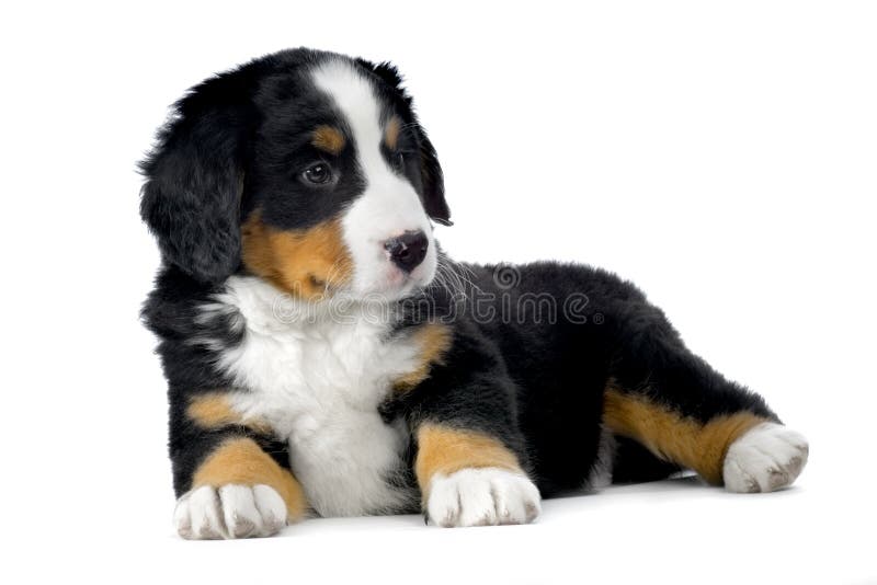 Banco de imagens : natureza, animal, verde, família, vertebrado, Raça cão,  cachorro Grande, Cão de montanha bernese, Cão da montanha do entlebucher,  Cão, como, mamífero, Carnívoro, Pastor inglês, Maior cão suíço montanha