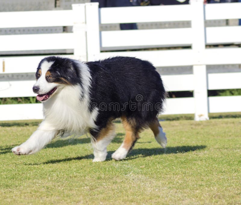 Pastor Inglês Mixed Breed Dog Imagem de Stock - Imagem de inglês, marrom:  49219649