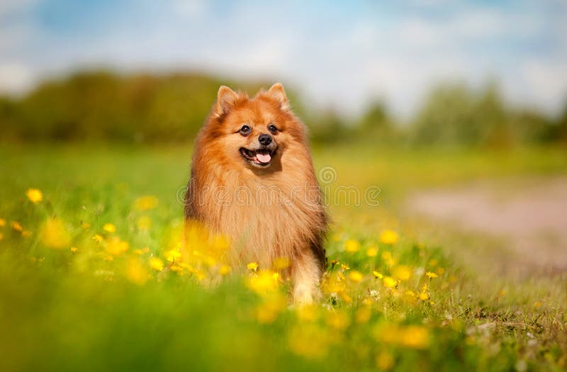 O retrato de homens asiáticos guarda o cão pomeranian com amor e