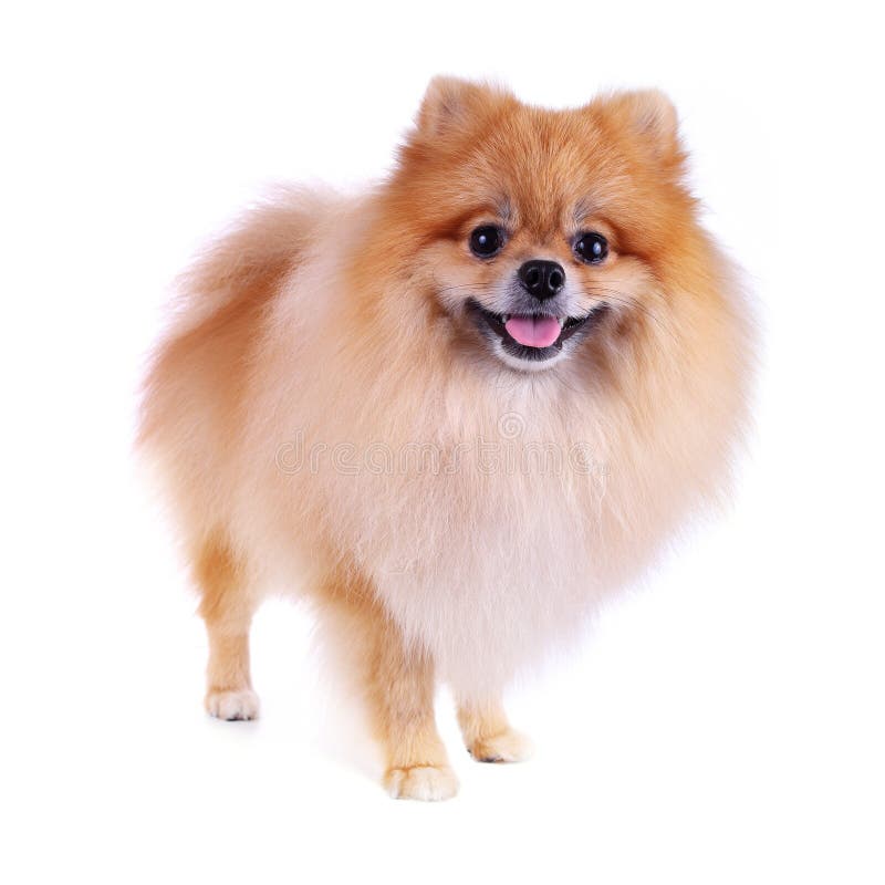 O retrato de homens asiáticos guarda o cão pomeranian com amor e