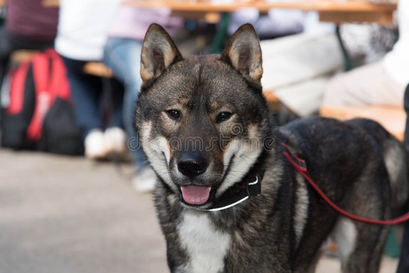 Pastor Inglês Cross Dog Standing Imagem de Stock - Imagem de preto