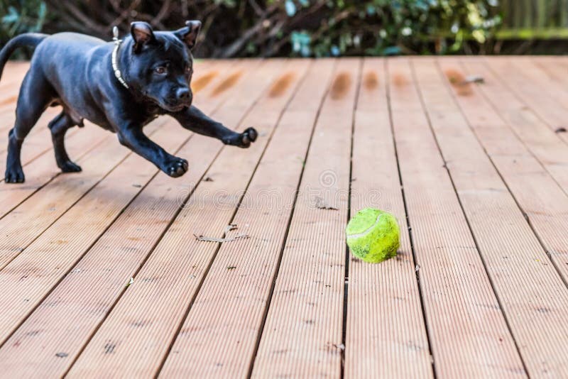 Jogos Do Cão De Bull Terrier Do Inglês Com Uma Bola Imagem de